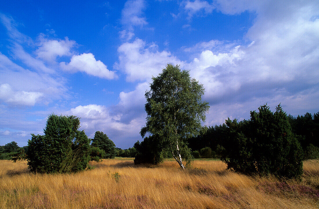 Europe, Germany, Lower Saxony, Lüneburger Heide, heathland near Rehrenhof