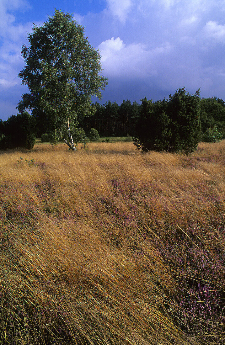 Landschaft in der Lüneburger Heide, Niedersachsen, Deutschland