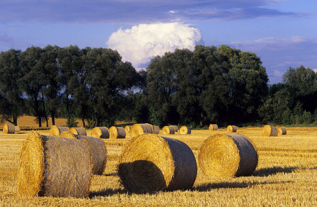 Bales of straw on a field near Elliehausen, Gottingen, Lower Saxony, Germany