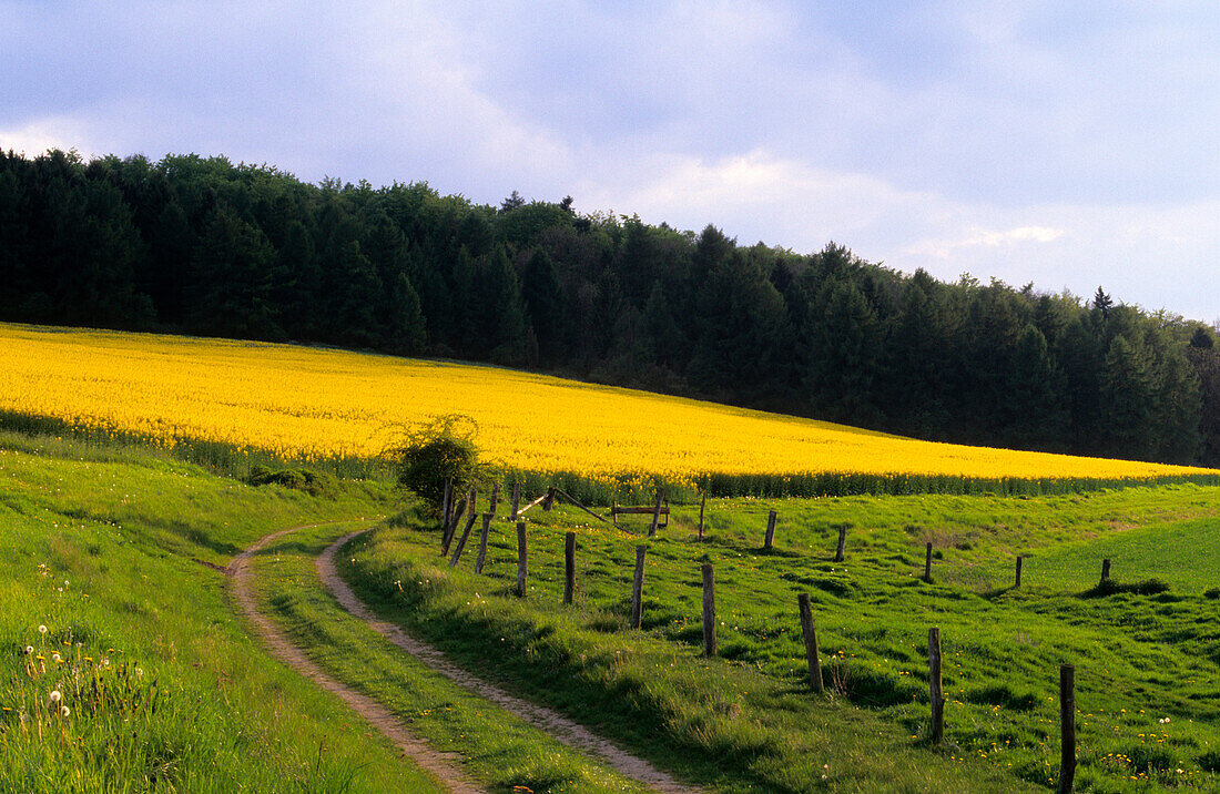 Europa, Deutschland, Niedersachsen, Rapsfeld bei Mariengarten