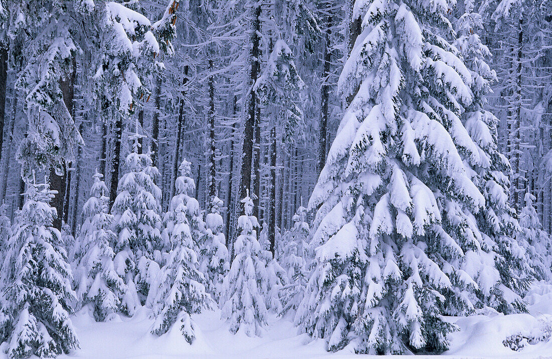 Europa, Deutschland, Niedersachsen, verschneiter Wald im Harz Nationalpark