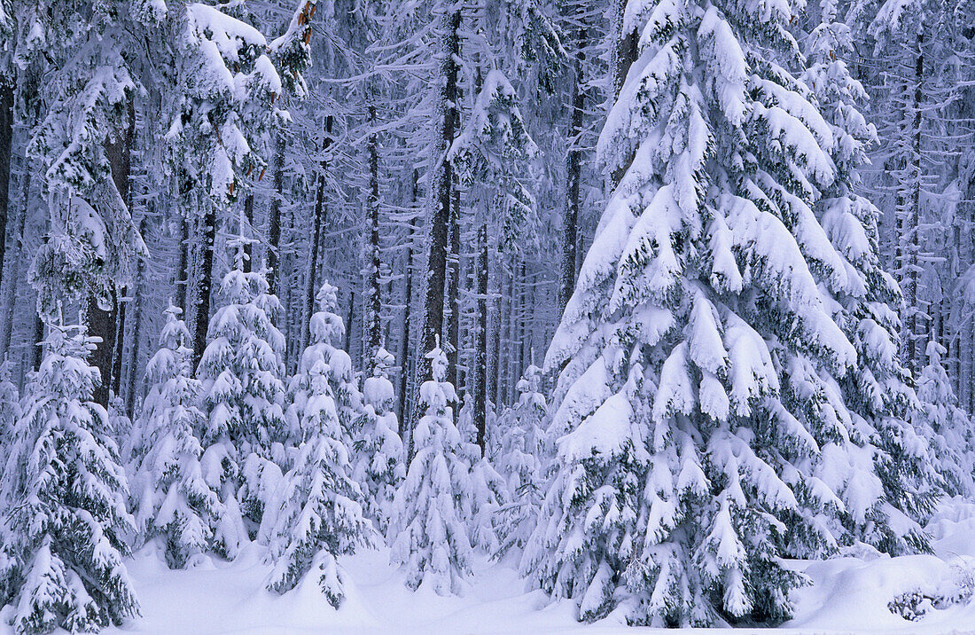 Europe, Germany, Lower Saxony, snow-covered forest in Harz National Park