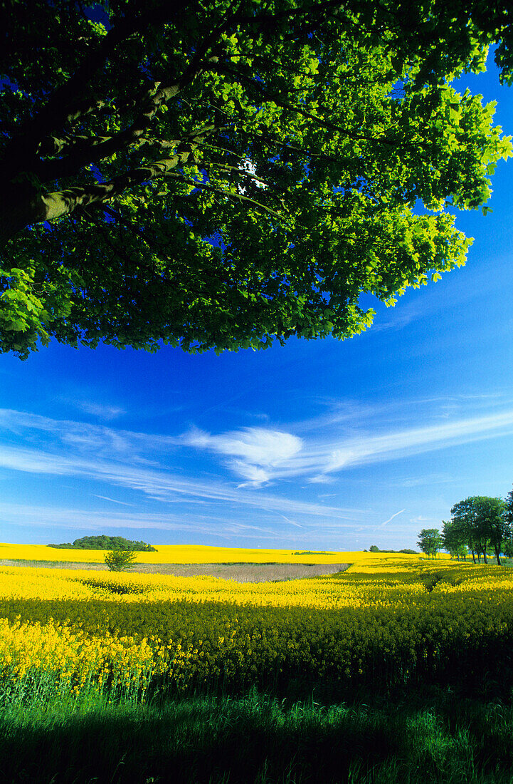 Europe, Germany, Mecklenburg-Western Pomerania, isle of Rügen, canola field near Polchow