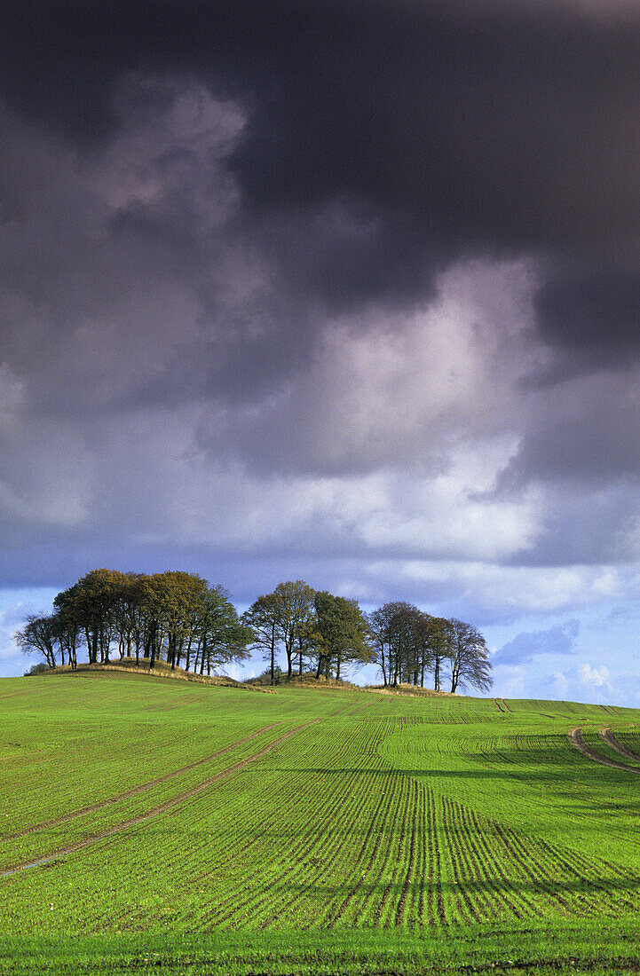 Landschaft bei Wobbanz, Insel Rügen, Mecklenburg-Vorpommern, Deutschland