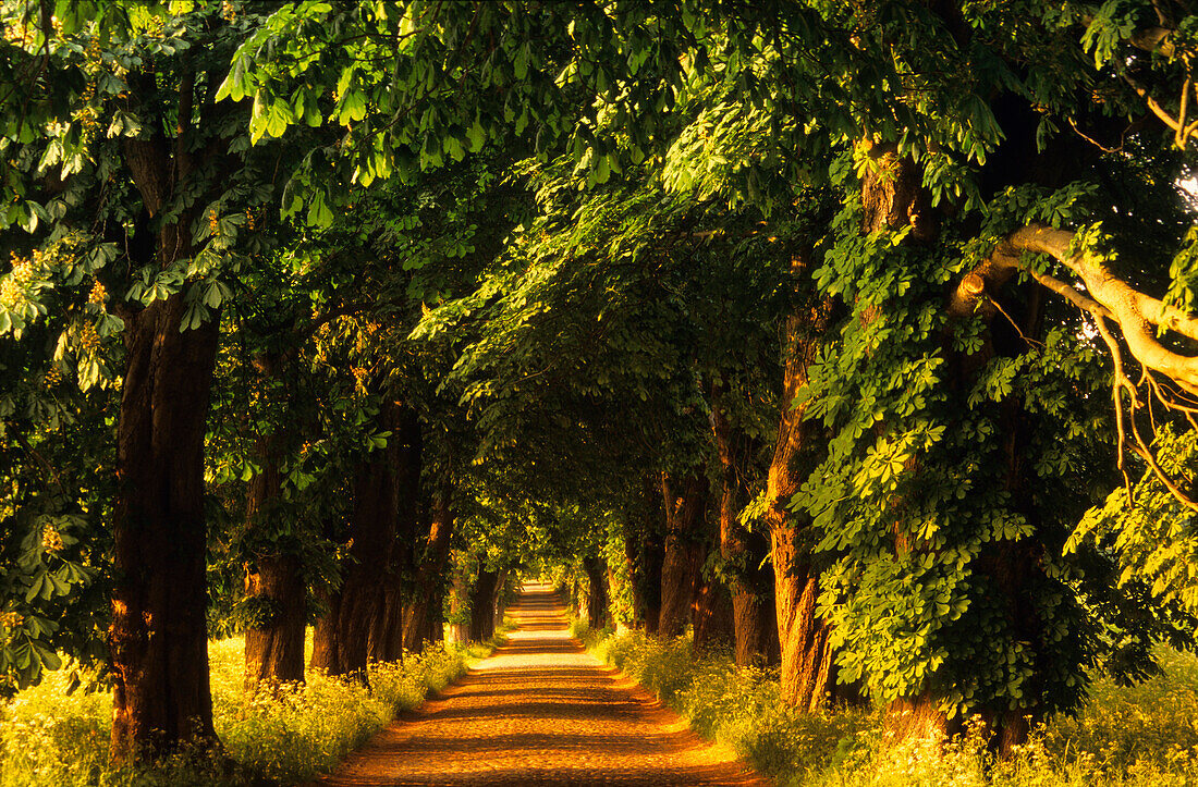 Europa, Deutschland, Mecklenburg-Vorpommern, Insel Rügen, Allee bei Lancken-Granitz