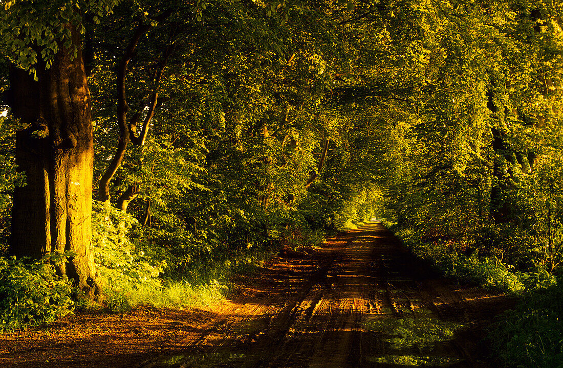 Europa, Deutschland, Mecklenburg-Vorpommern, Insel Rügen, Mustizer Allee, bei Zirkow