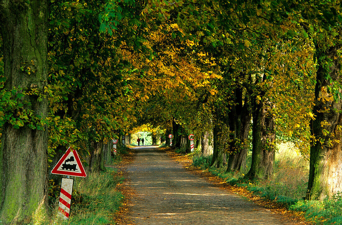 Europa, Deutschland, Mecklenburg-Vorpommern, Insel Rügen, Allee bei Lancken-Granitz