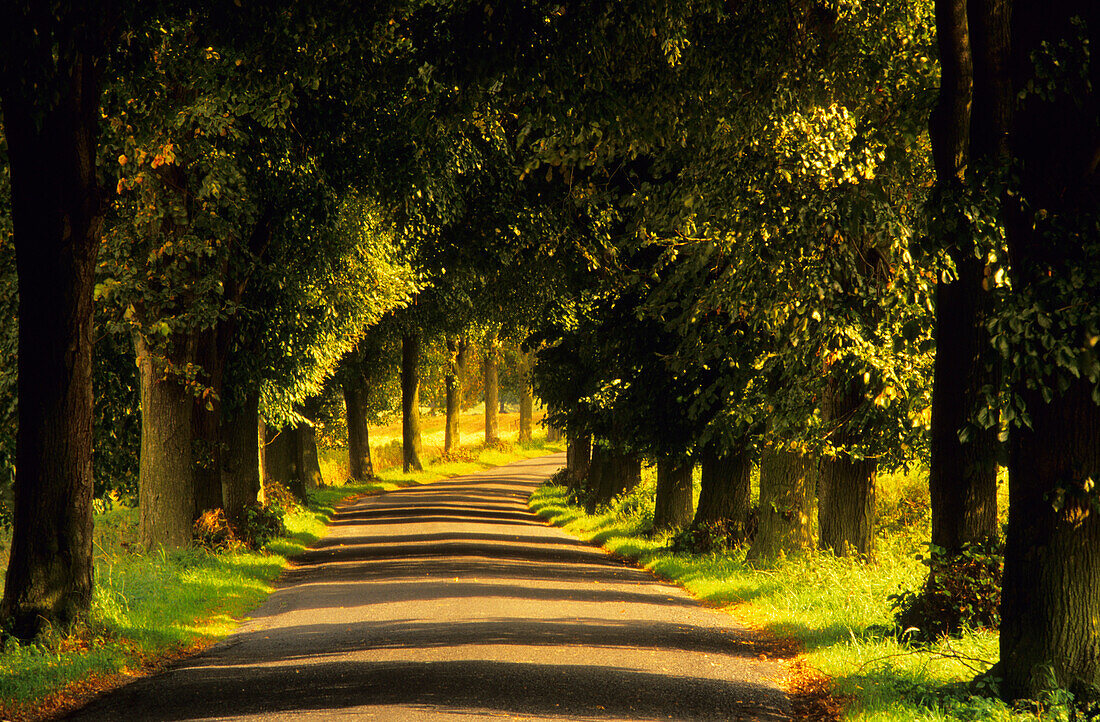 Europa, Deutschland, Mecklenburg-Vorpommern, Insel Rügen, Allee bei Lohme