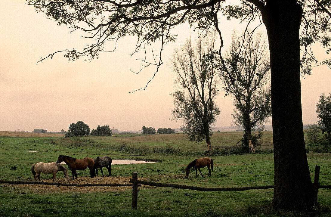 Europe, Germany, Mecklenburg-Western Pomerania, isle of Rügen, horses on a pasture near Dalkvitz
