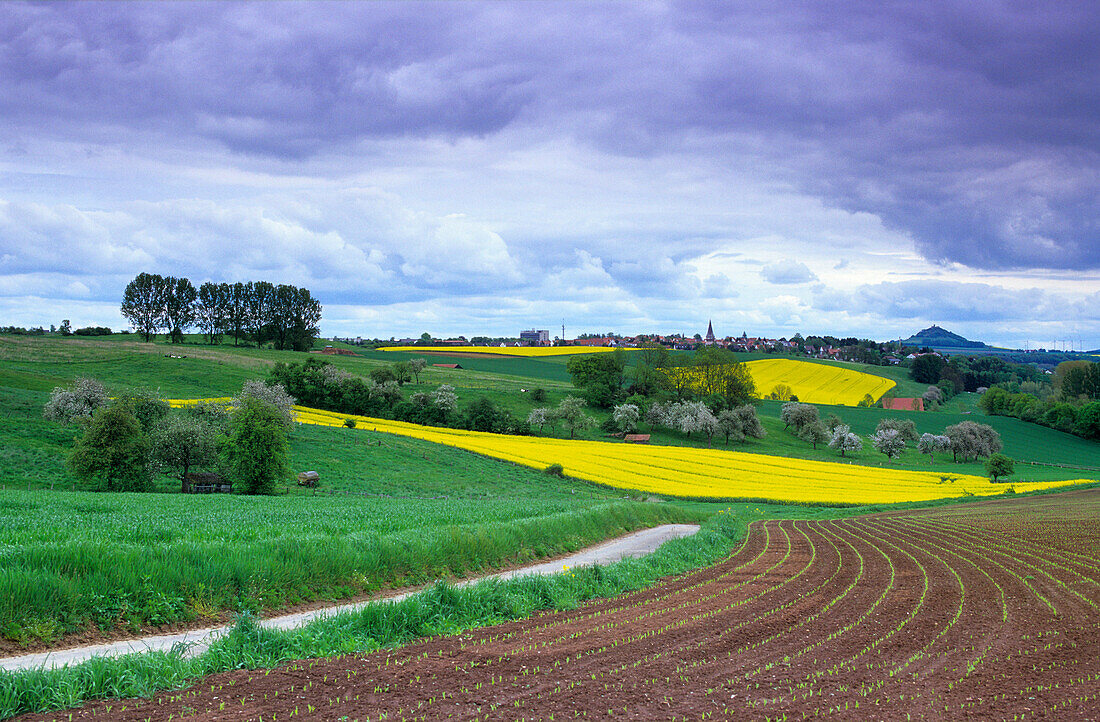 Europa, Deutschland, Nordrhein-Westfalen, Rapslandschaft bei Warburg