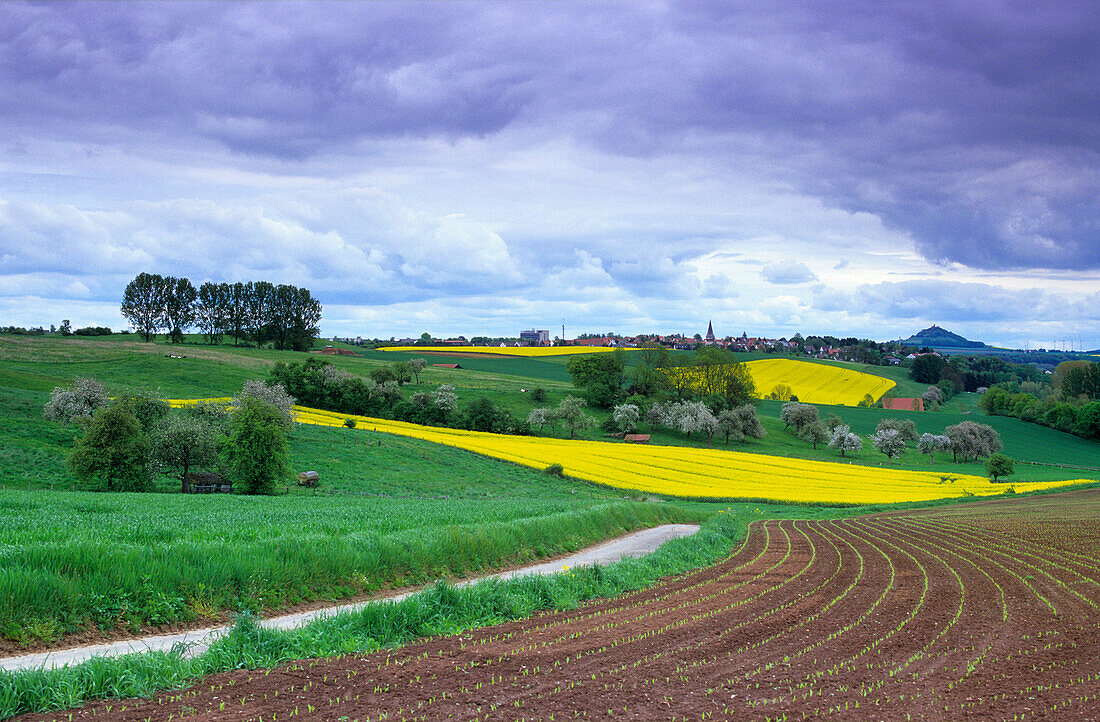 Europe, Germany, North Rhine-Westphalia, canola fields near Warburg