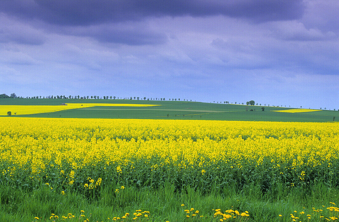 Canola fields, Teutoburg Forest, North Rhine-Westphalia, Germany