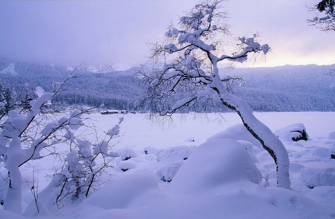 Europa, Deutschland, Bayern, bei Grainau, schneebedeckte Bäume auf dem zugefrorenen Eibsee mit den bayrischen Alpen