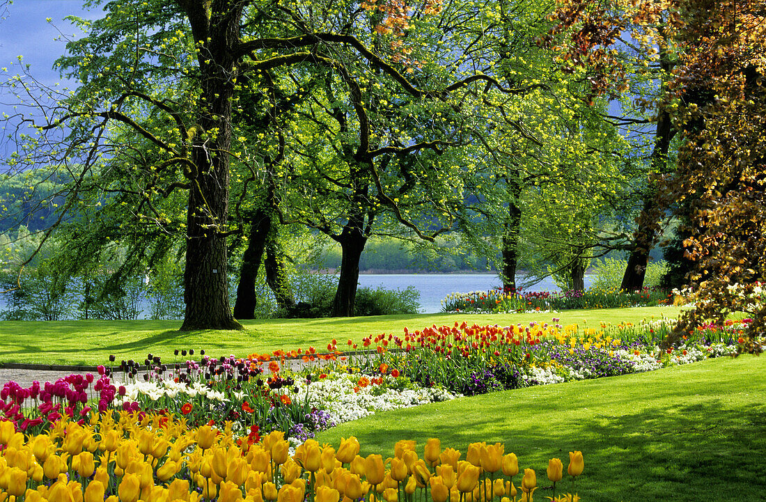 Tulips in palace garden, Mainau island, Lake Constance, Baden-Wurttemberg, Germany