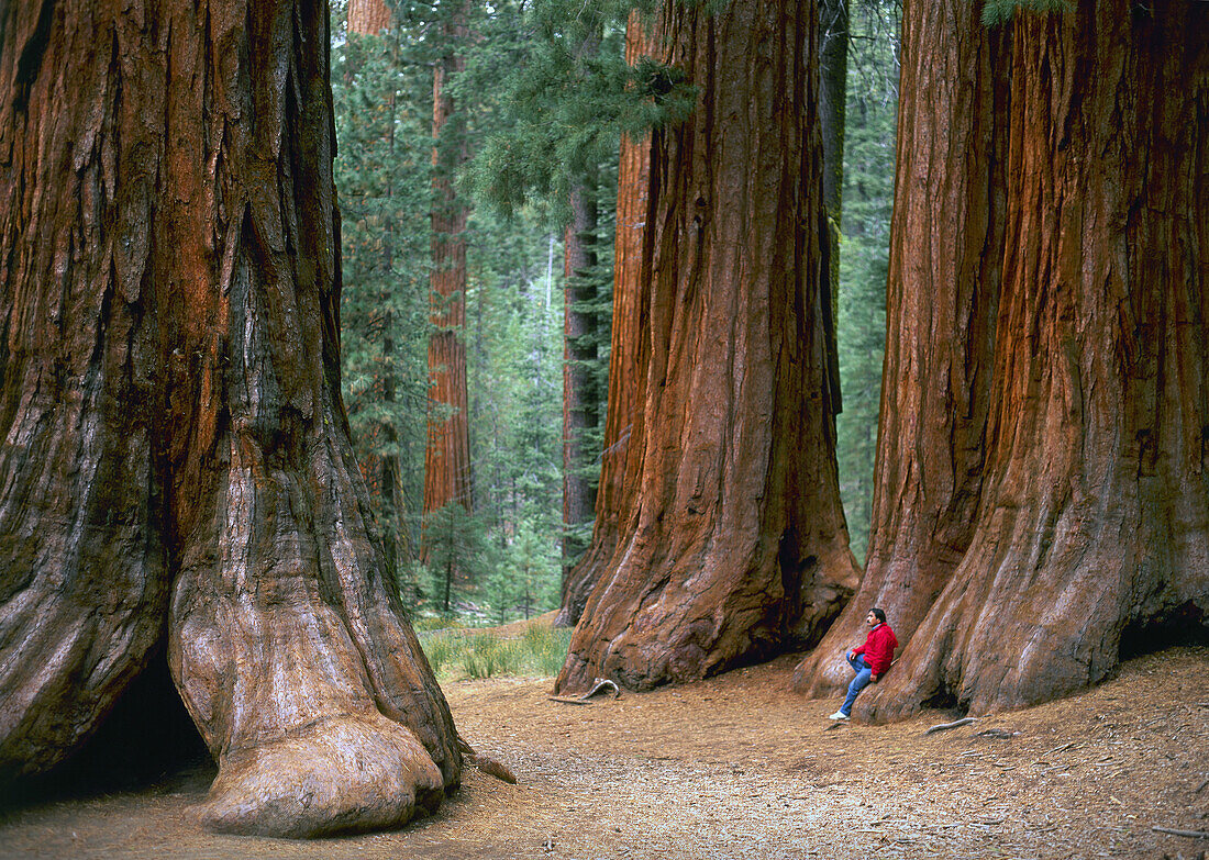Sequoia trees in Mariposa Grove, Yosemite National Park. California, USA (July 2007)