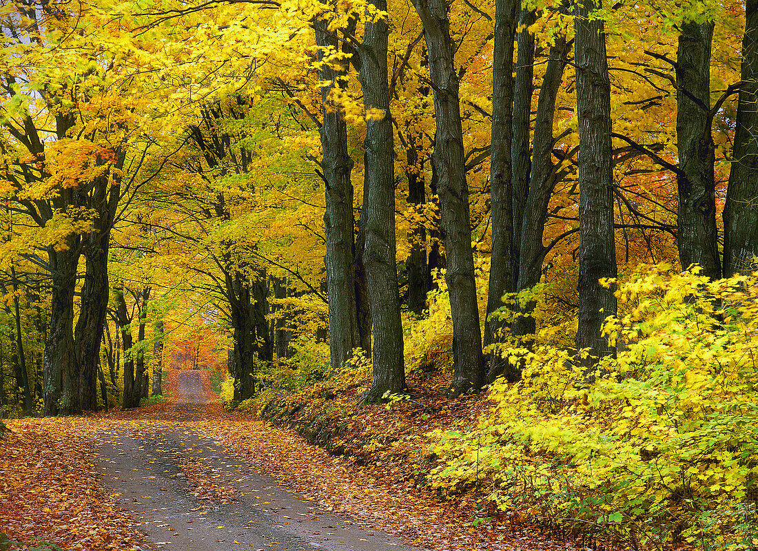 Autumn colors. New England, USA (Nov. 2007)