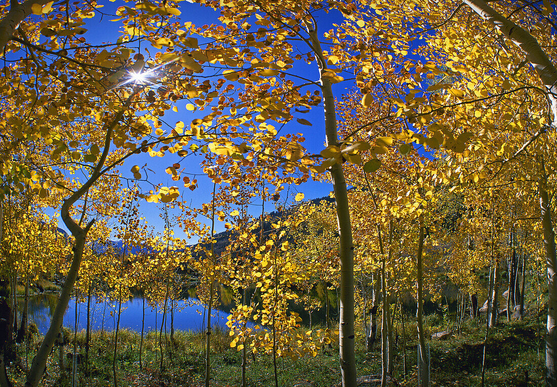 Autumn colors. Colorado, USA (Oct. 2007)