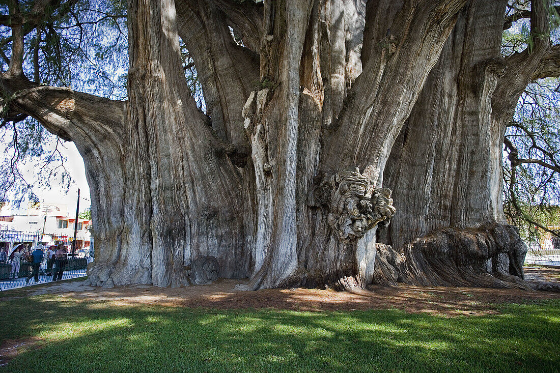 Oxaca State. Near Oaxaca City. Tule City. The Tule Tree