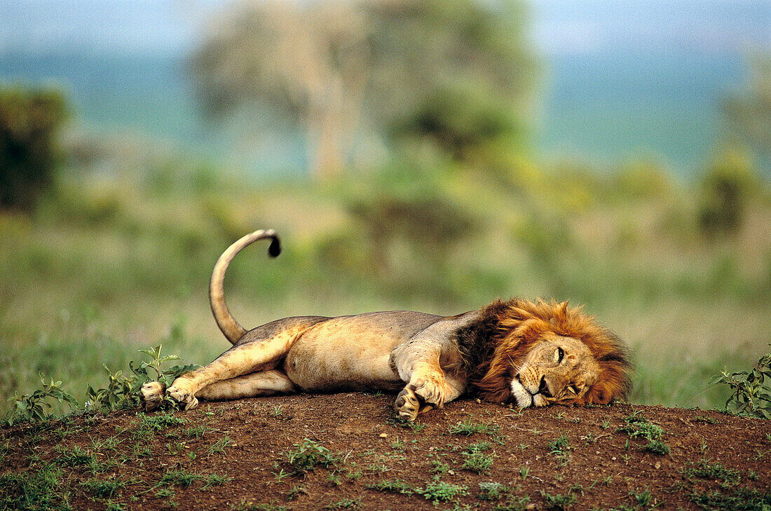 Lion (Panthera leo). Kenya