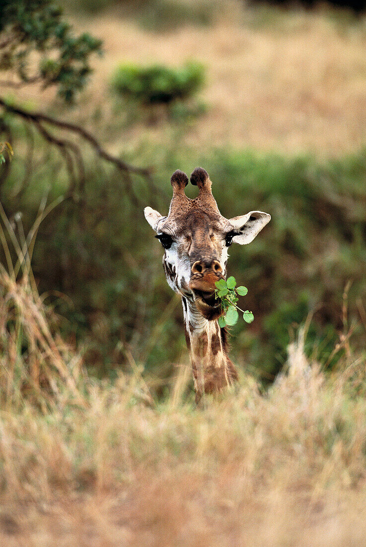 Masai Giraffe (Giraffa camelopardalis tippelskirchi). Kenya