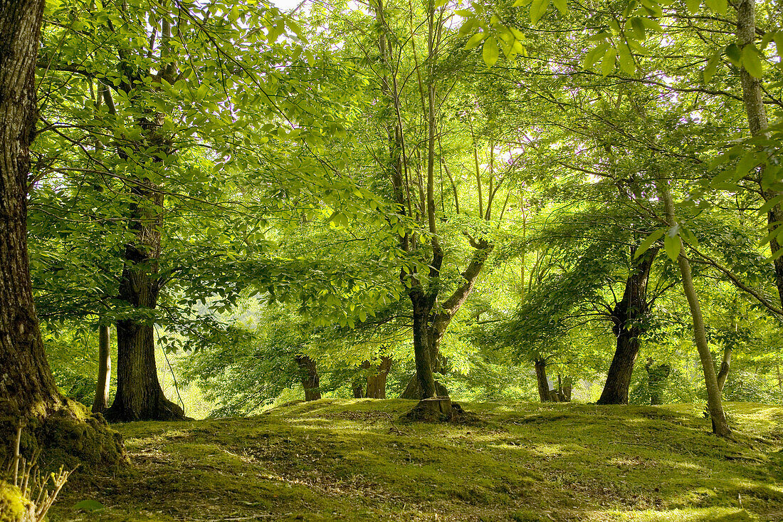 A chesnut wood. Zeri. Tuscany. Italy.