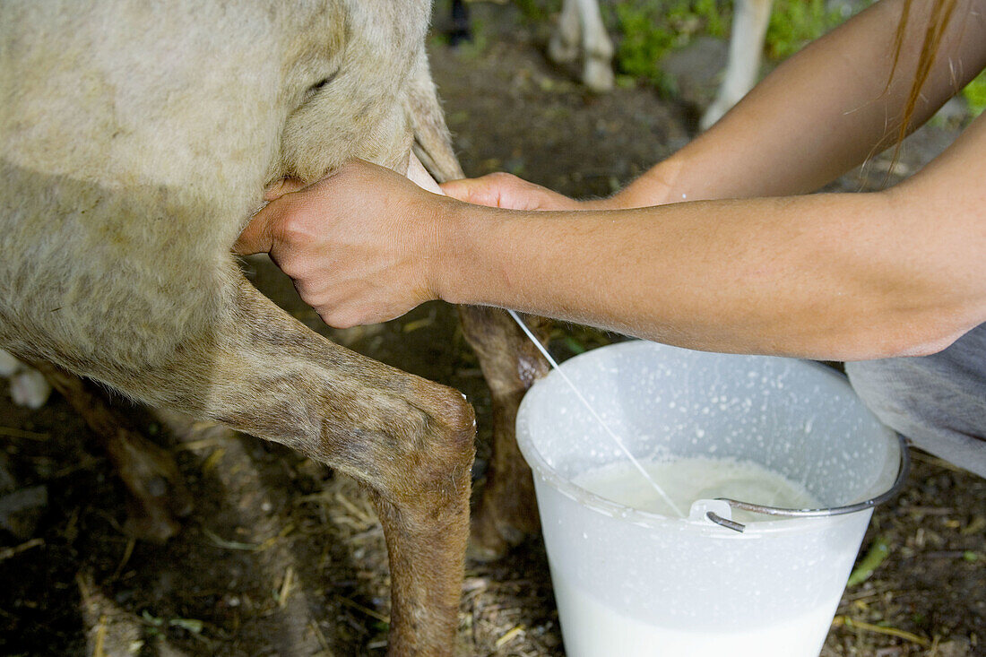 Località Canonica. Festa della Pecora (Sheep Festival) Zerasca. The breeder Valentina Merletti during the milking of a sheep. Zeri. Tuscany. Italy.