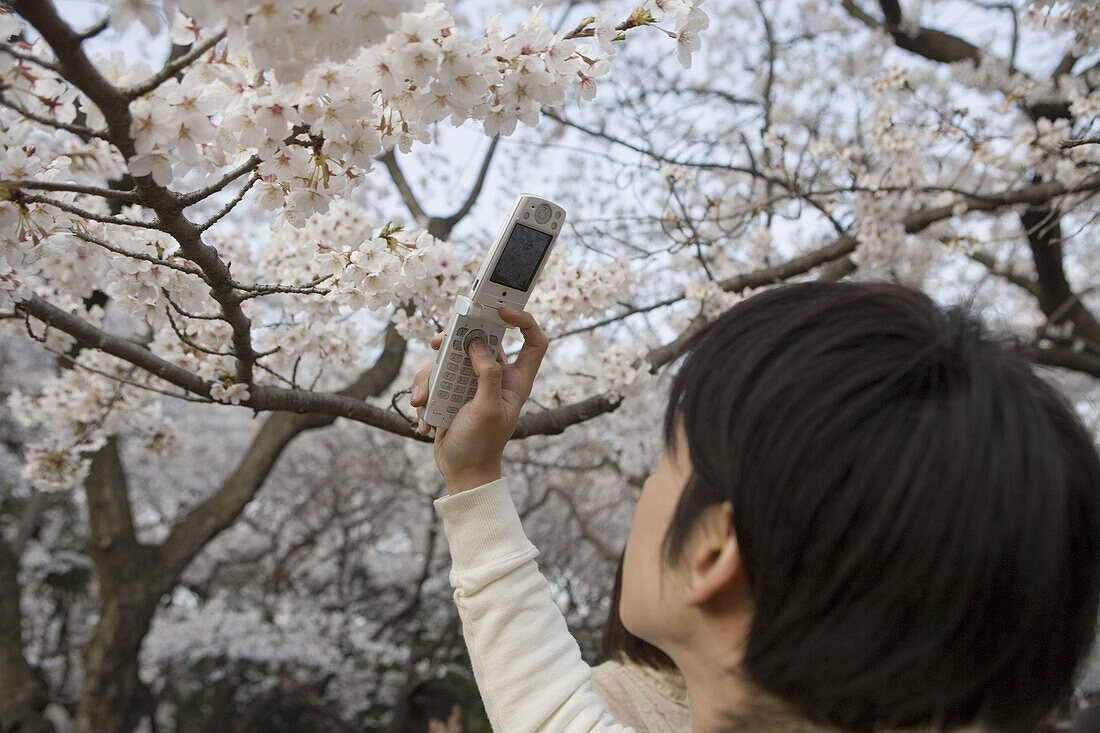 People gathering to celebrate sherry blossoms sakura at spring in the Yoyogi Park  Tokyo  Japan