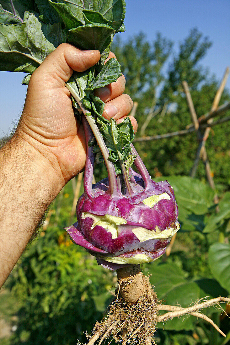 Kohlrabi