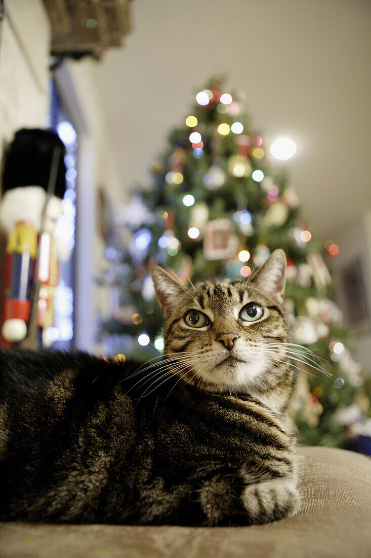 Tabby cat poses with christmas tree in background.