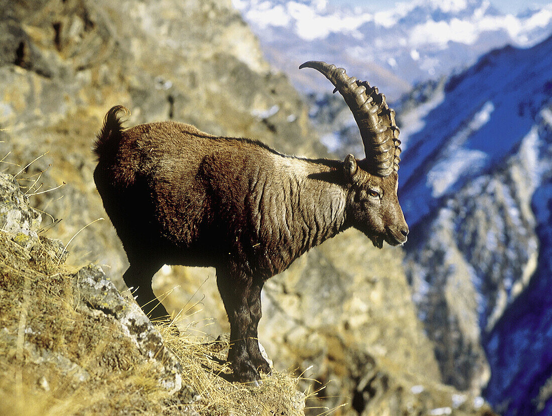 Rock Goat (Capra ibex)