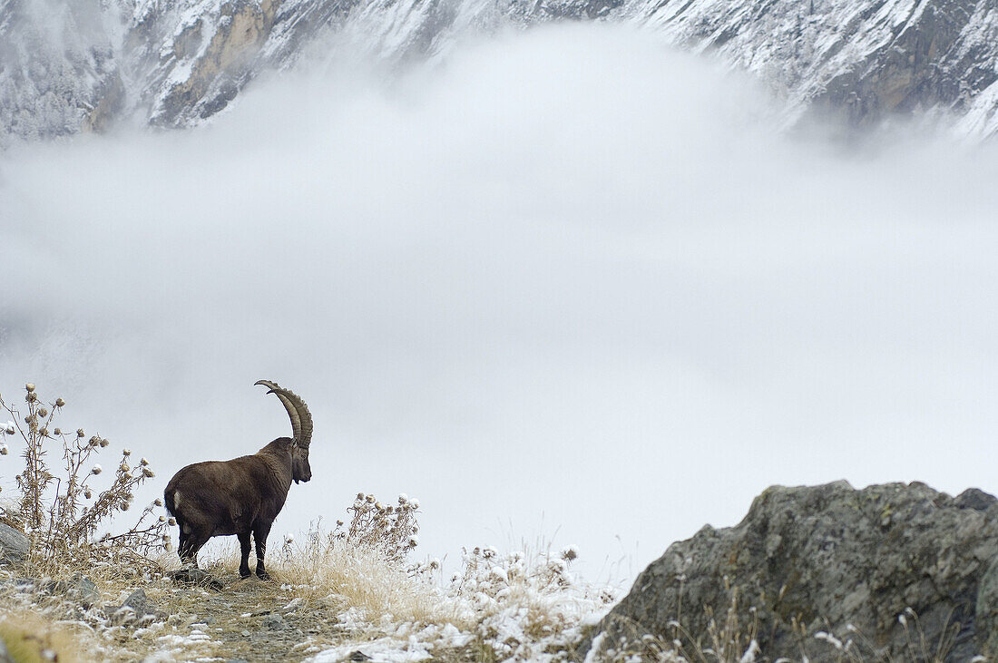 Rock Goat (Capra ibex), Alps
