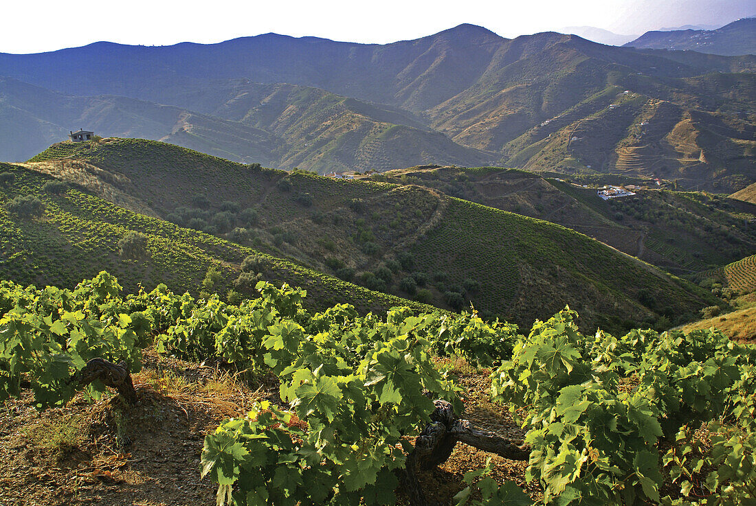 Spain. Malaga. Wine fields in the Axarquia mountains, between Almachar and Moclinejo.