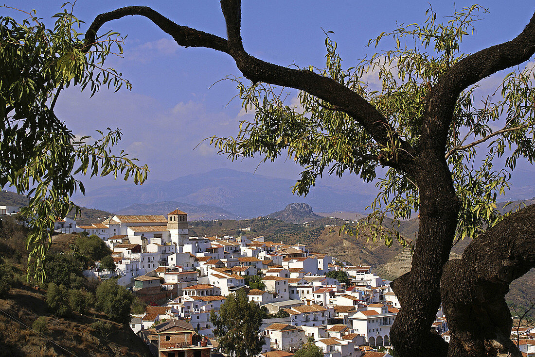 Spain_Malaga_Andalusia_     village of Cutar, in the Axarquia mountains.