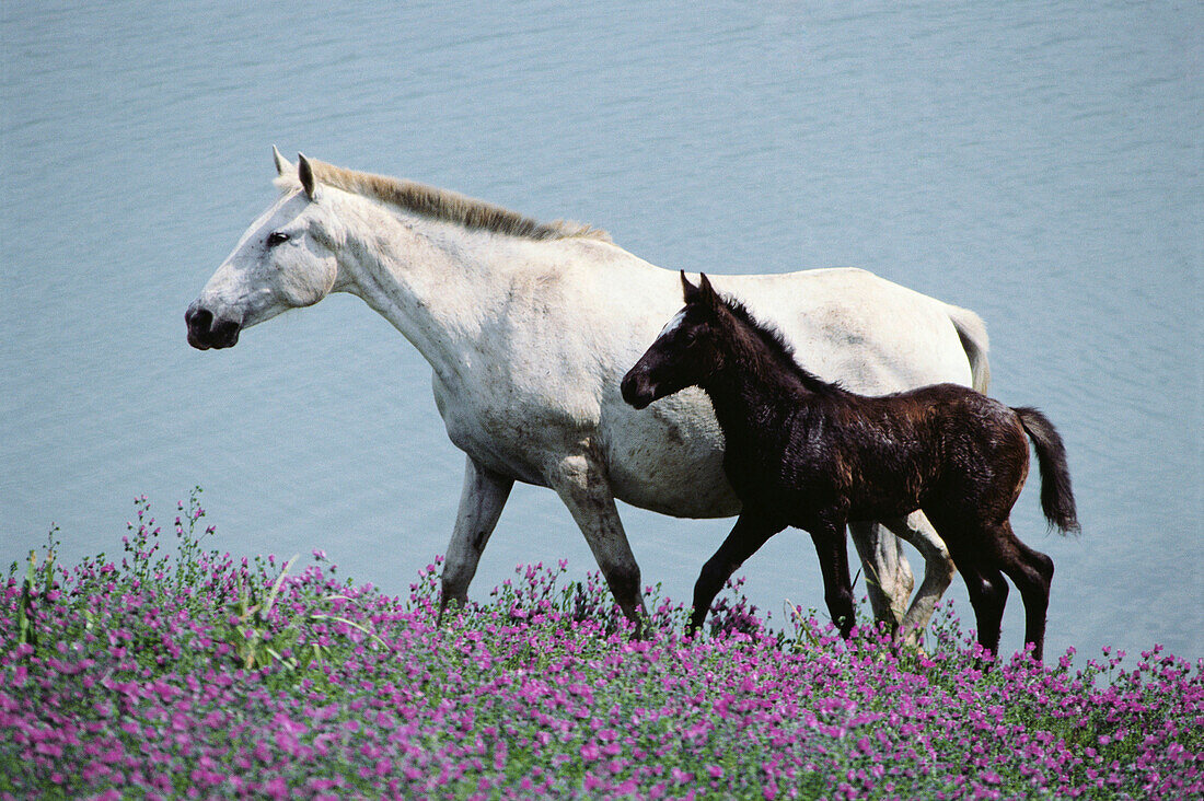 Horses, Jerez de la Frontera. Cadiz province, Andalucia, Spain