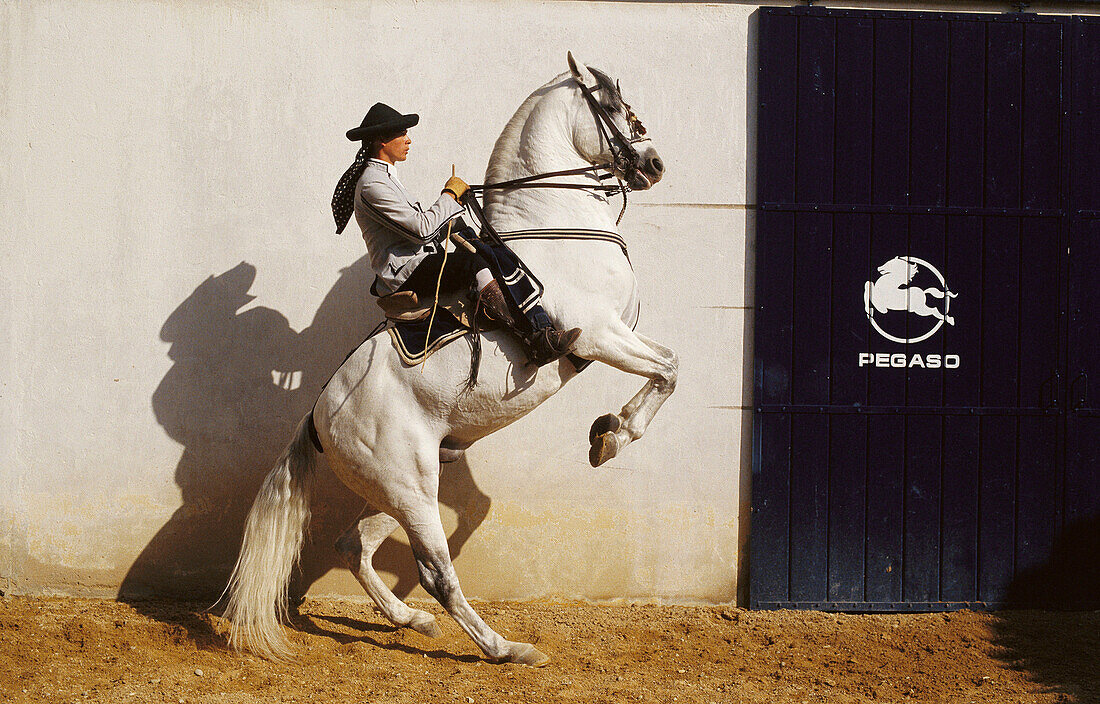 Carthusian horse, Jerez de la Frontera. Cadiz province, Andalucia, Spain