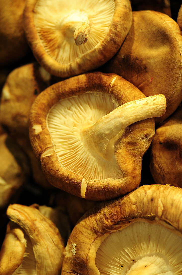 Shiitake' mushroom (Lentinus edodes). Very popular in japan and China. Boquería market. Barcelona. Spain.