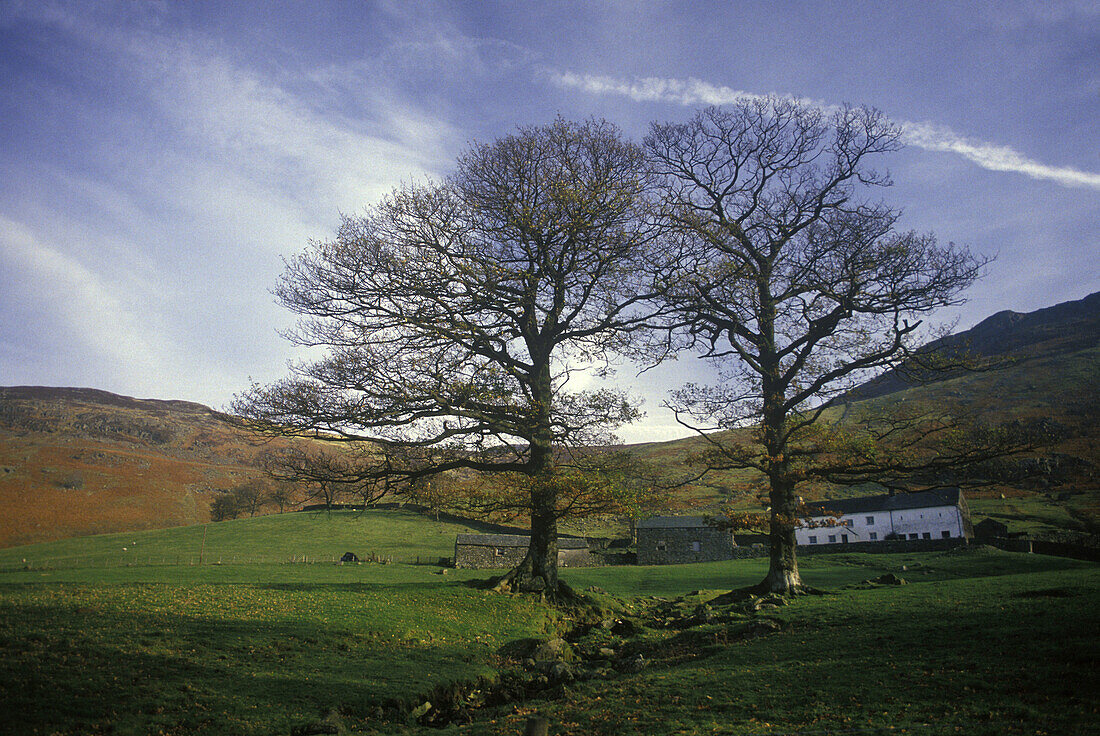 scenic trees borrowdale cumbria, england, uk