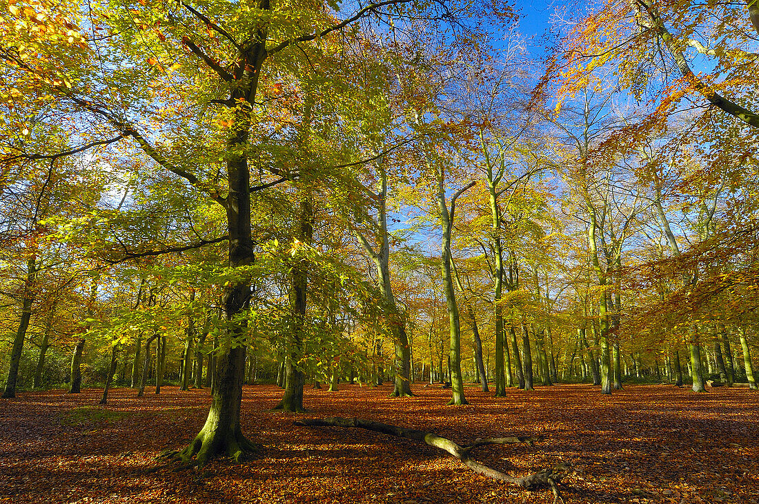 forest trees autumn fall detail backlit with sun belvedere london kent england uk europe