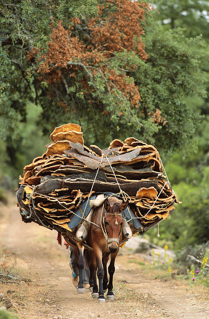 Cork transport, Cortes de la Frontera National Reserve. Malaga province, Andalucia, Spain