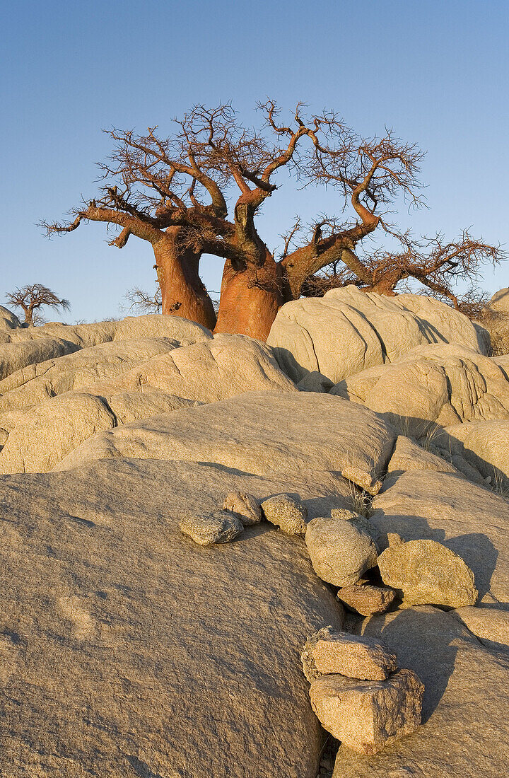 Baobab (Adansonia digitata). In the early morning at the isolated Kubu Island, a mysterious rock island at the western edge of Sowa Pan, a salt pan which is part of the vast Makgadikgadi Pans, Botswana