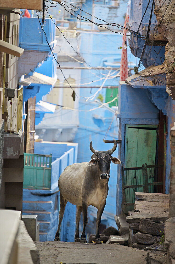The blue village Jodhpur. Rajasthan. India