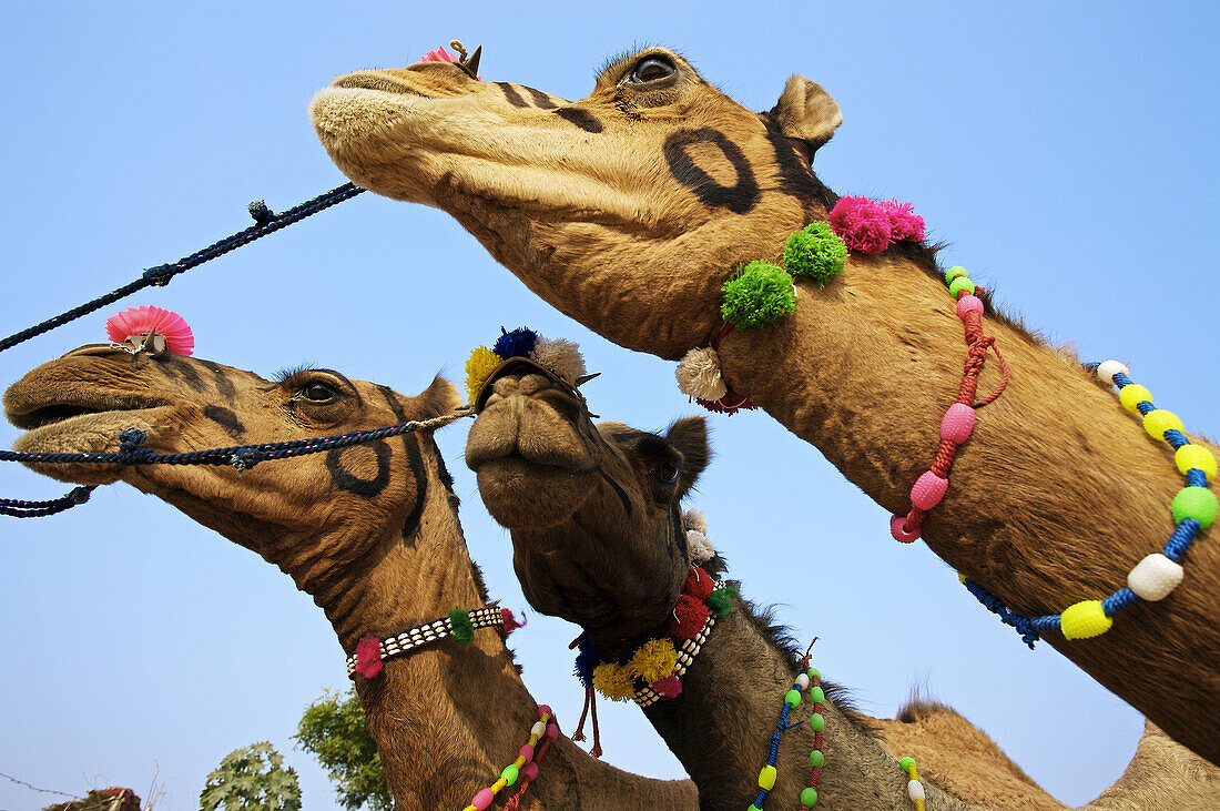 Pushkar camel fair. Pushkar. Rajasthan. India. Asia