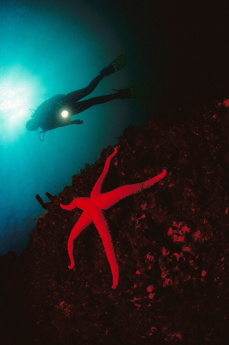 Diver and starfish