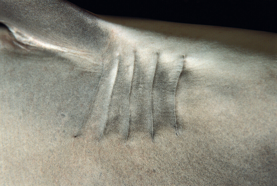 Lemon Shark (Negaprion brevirostris). Ria of Vigo, Pontevedra province, Galicia, Spain