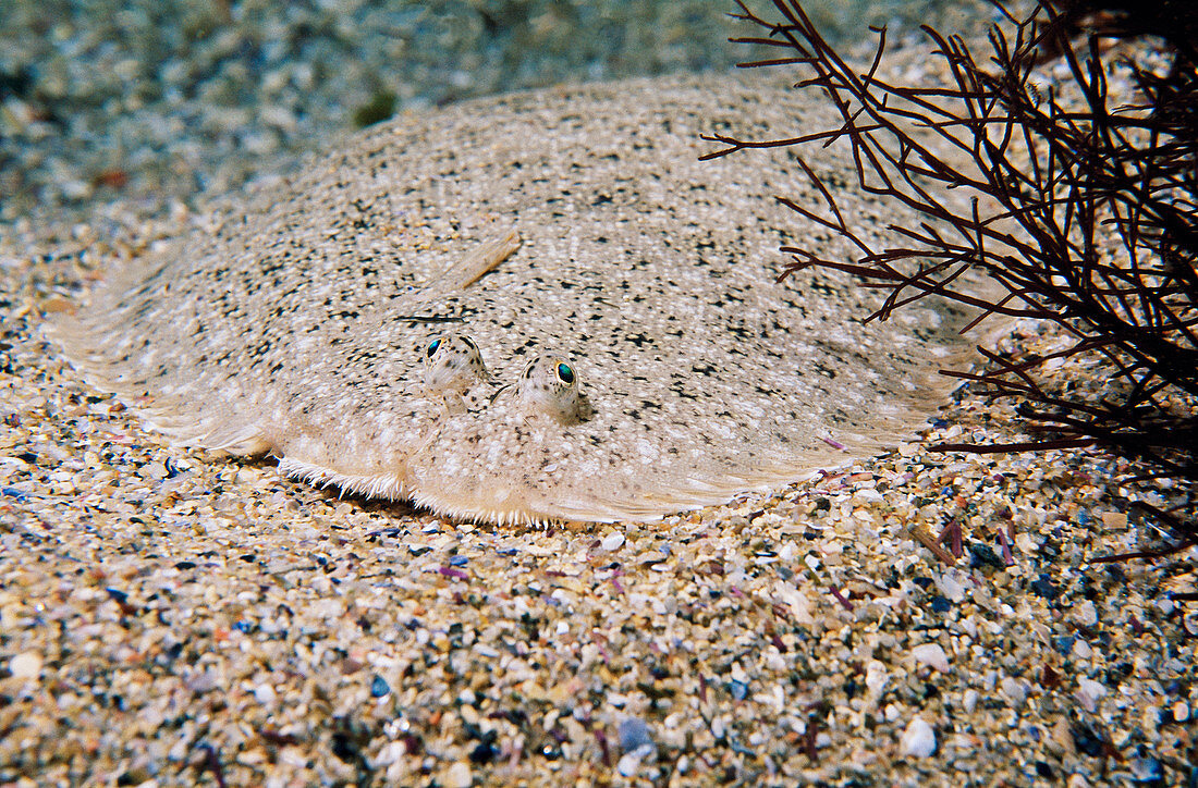 Sand Sole (Solea lascaris). Galicia, Spain