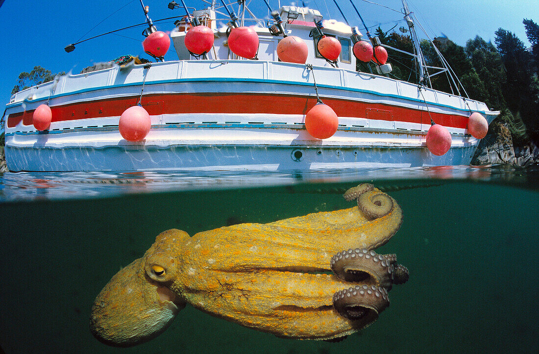 Octopus (Octopus vulgaris) and boat, Viavelez. Asturias, Spain