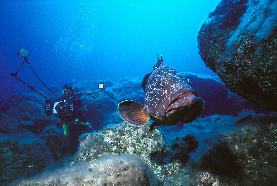 Dusky Grouper (Epinephelus marginatus). Canary Islands, Spain