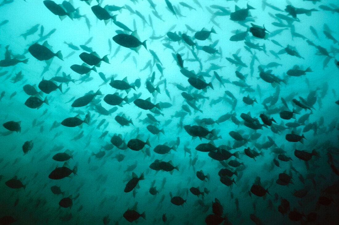 Triggerfish (Balistes carolinensis). Galicia, Spain