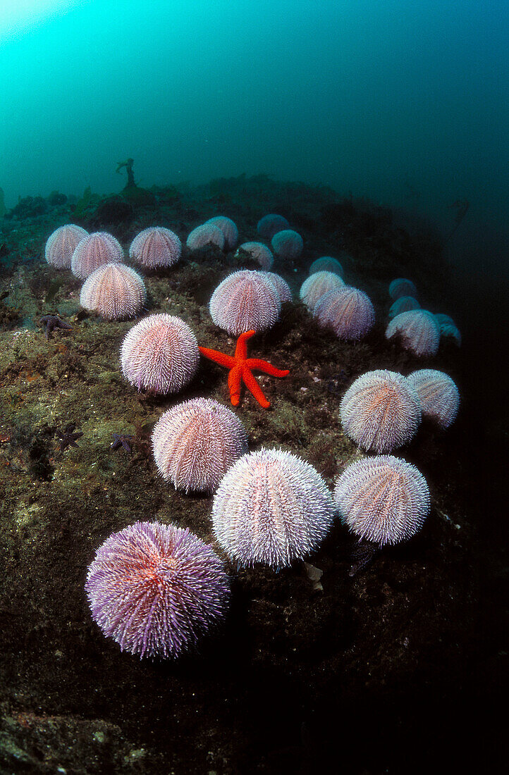 Sea Urchin (Echinus esculentus). Galicia, Spain