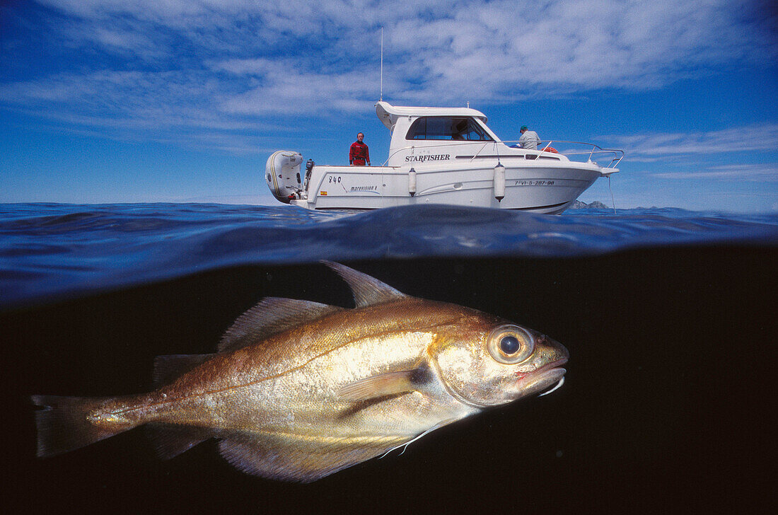 Bib (Trisopterus luscus) and boat. Galicia, Spain